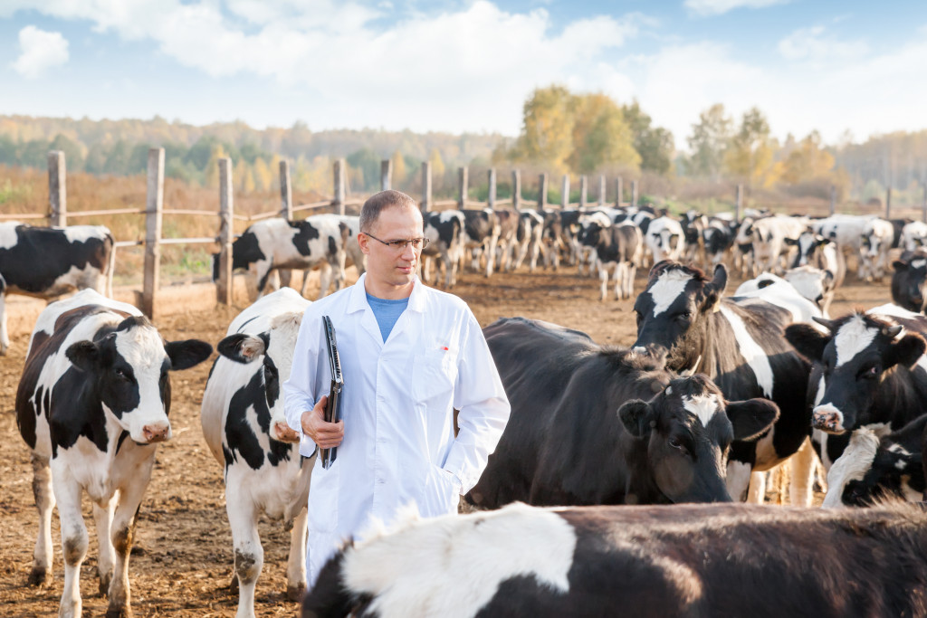A veterinarian surrounded by a herd of cows